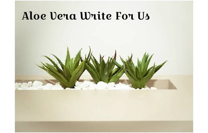 Aloe Vera
